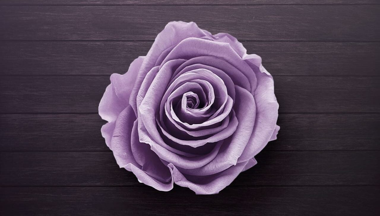 a purple rose on wood grain background