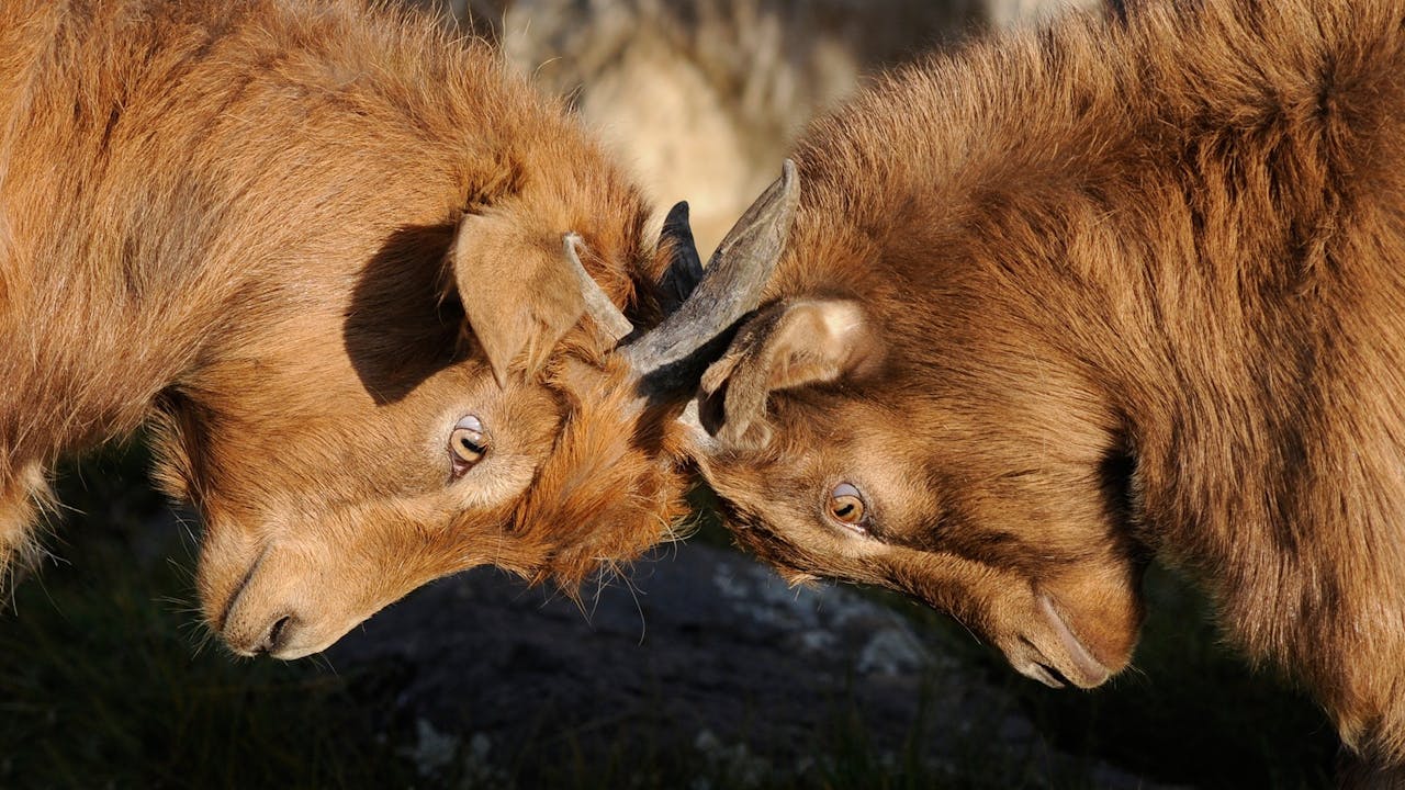 two dude goats duking it out